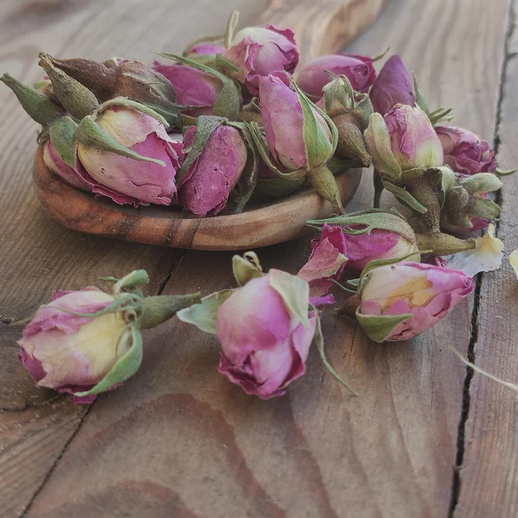 bouton de rose Tunisie